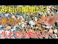 目からうろこの雑草対策｜砂利から生えた雑草を簡単に駆除する方法