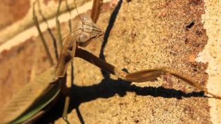 Amazing praying mantis on my house.