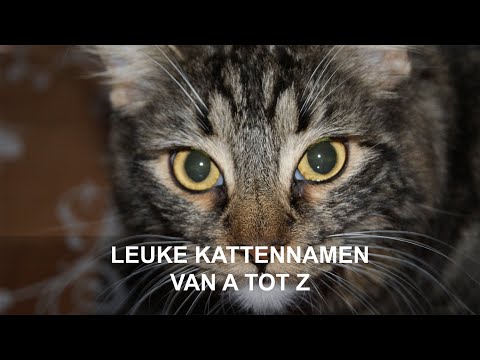 Leuke kattennamen - Van A tot Z