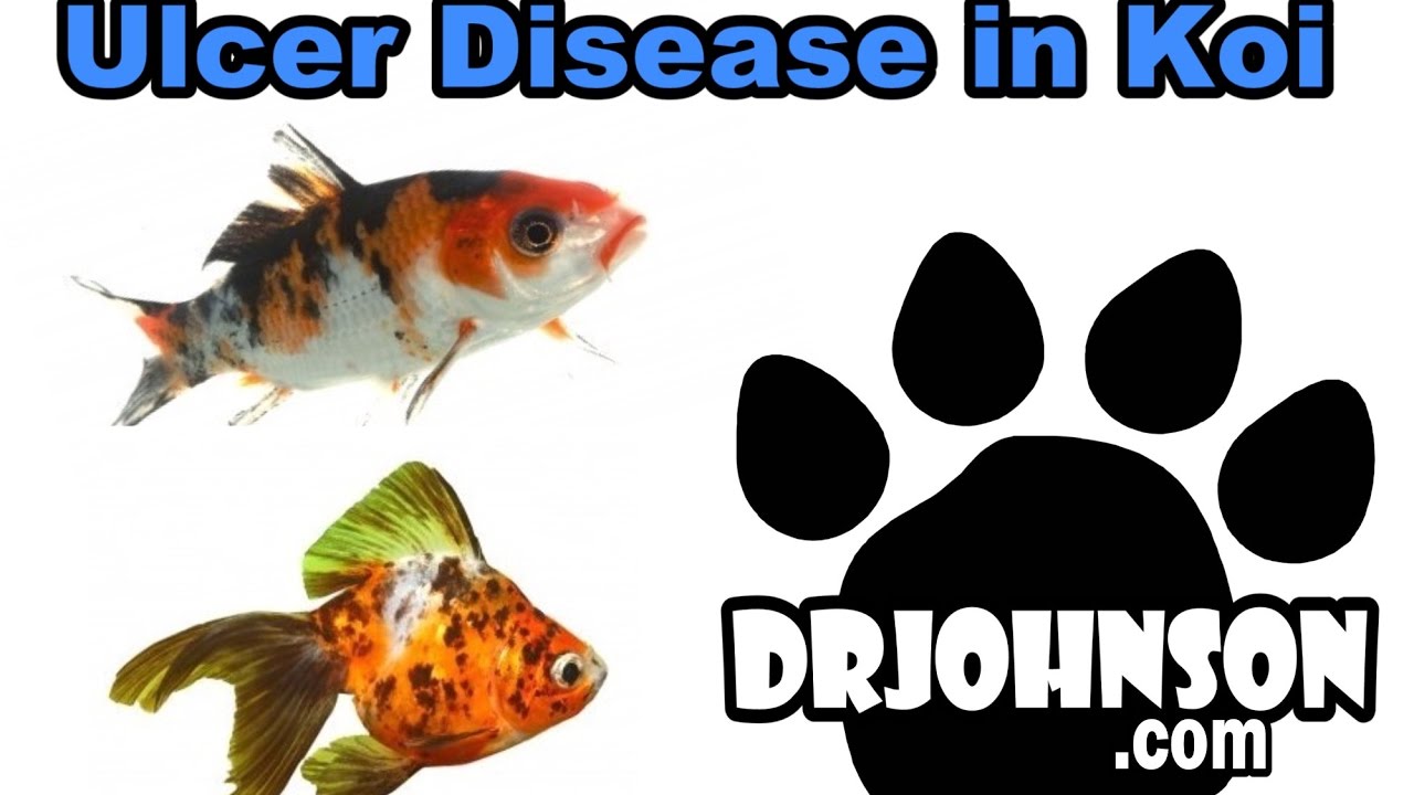 Understanding Koi & Pond Fish Ulcers YouTube