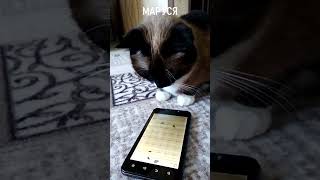 Игра для кошек #shorts screenshot 3