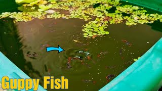 Everyone Can Do This And Start Raising Guppies at HOME Naturally!