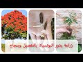 زراعة بذور البونسيانا بالتفصيل من بذرة لعمر شهر لن تفشل بعد مشاهدته فيديو كامل Poinciana Germination زراعة بذور البونسيانا بالتفصيل من بذرة لعمر شهر لن تفشل بعد مشاهدته فيديو كامل Poinciana Germination