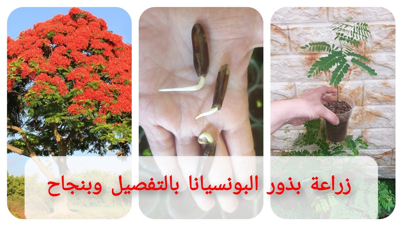 زراعة بذور البونسيانا بالتفصيل من بذرة لعمر شهر.لن تفشل بعد مشاهدته(فيديو كامل)Poinciana germination
