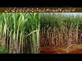 Kamad ki bahariya kashat, zamin ki tyari intahi aham