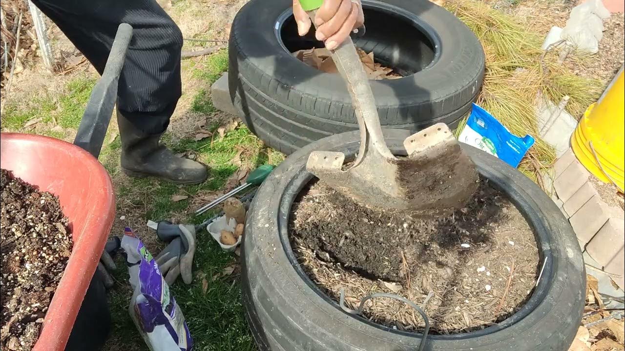 Planting potatoes in tires 2023 gardentalkjamerican871 YouTube