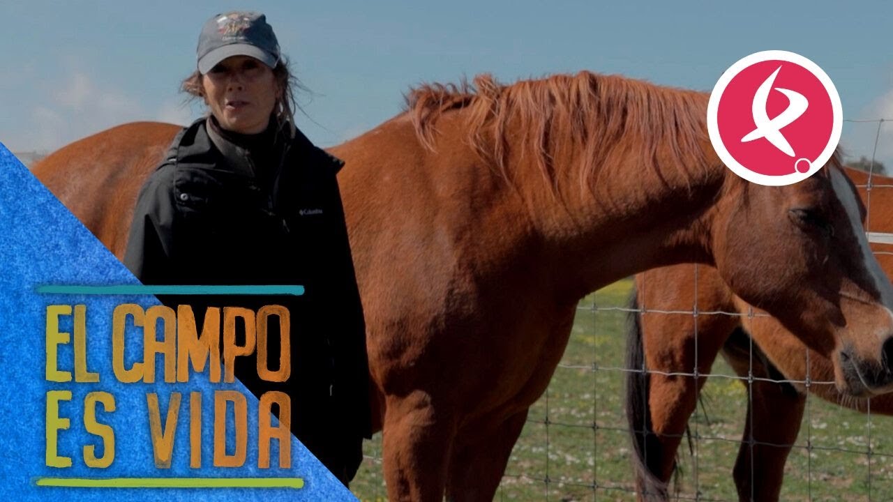 Falúa, la yegua de vientre de Aurora, a punto de parir  | El campo es vida