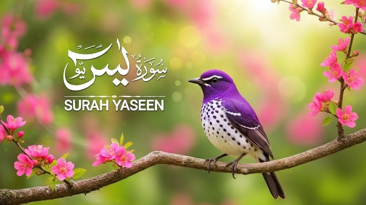 Surah Ya-Sin (سورة يس) | Heart of the Quran | Very Emotional & Soul-Calming Recitation