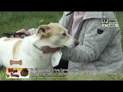 Video: L'identificazione Della Razza è Utile Per I Cani Da Rifugio