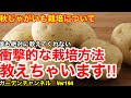 【秋じゃがいも　栽培方法】これから栽培する方、絶対見てください。固定概念を覆しますVer194【カーメン君】【じゃがいも】【秋じゃがいも】【家庭菜園】【園芸】