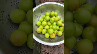 Have you ever eaten plums in this way? 2024 New Farmer Plan Rural Life Douyin Country Life Home Plu