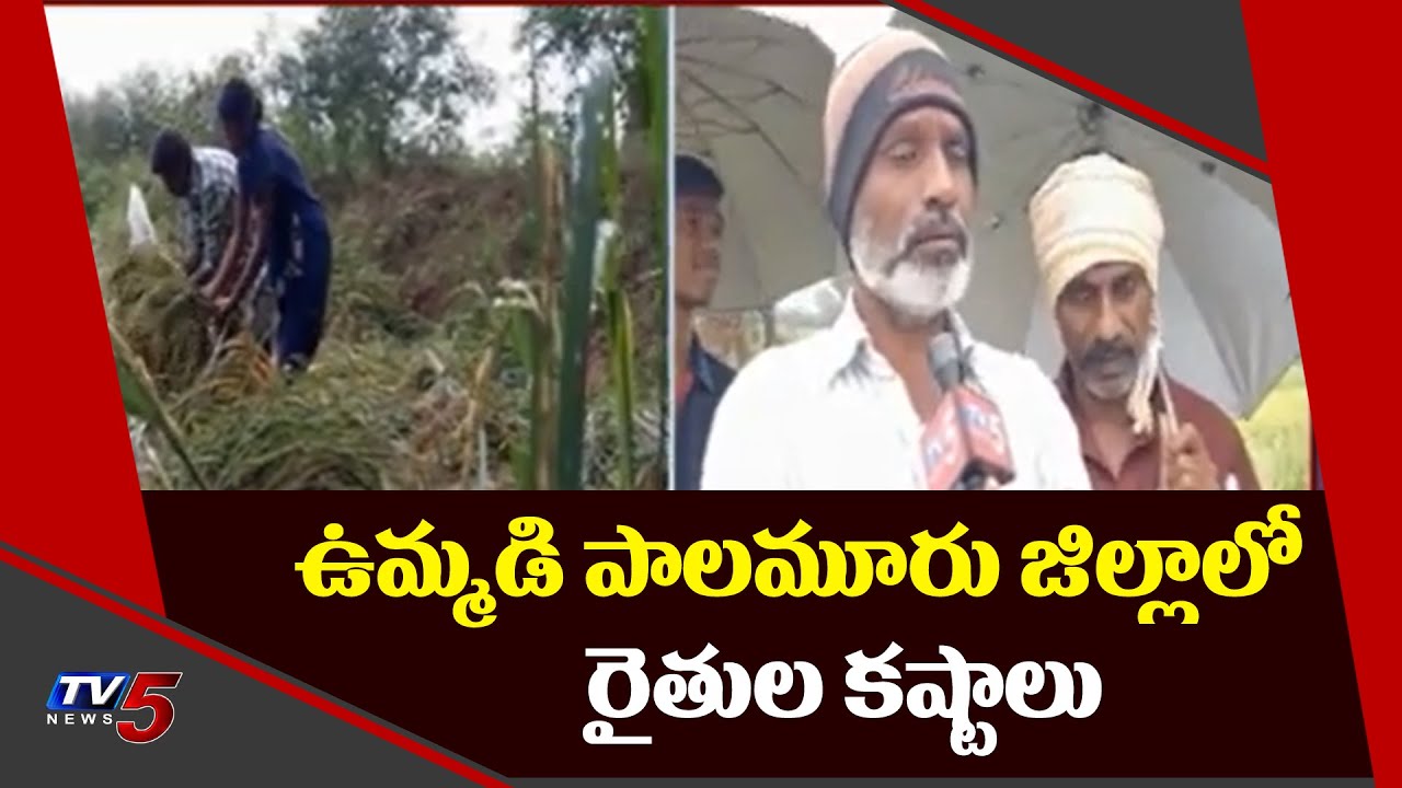 Farmers Problems : Crops damaged due to Heavy Rains in Palamuru District | Mahabubnagar | TV5 News