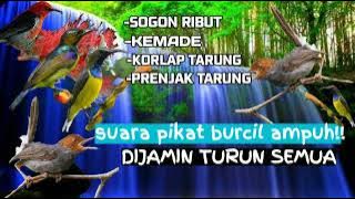 SUARA PIKAT BURUNG KECIL PALING AMPUH!! SOGON,KORLAP,PRENJAK DAN KEMADE SOLUSI PIKAT TIDAK MAU TURUN