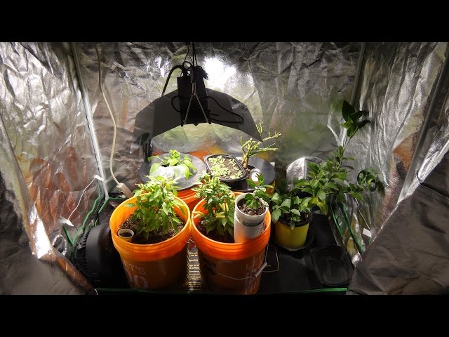 My Indoor Grow Room - A Quick Tour Part 1 - YouTube