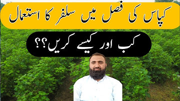 How to use Sulfur in cotton crop | Bilal Kanju Official