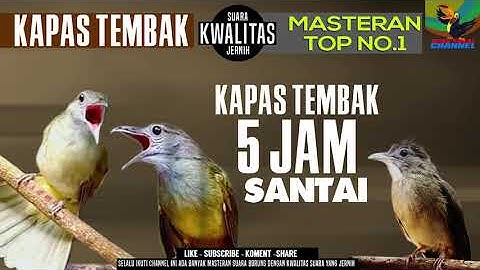 Masteran Suara Burung Kapas Tembak Gacor Pilihan Juri Senasional Durasi Panjang #kapastembak