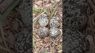 kildeer eggs #kildeer #birds #birdeggs #eggs #nest