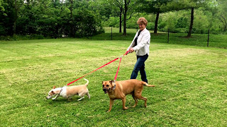 Walking Two Dogs with a Two Dog Tangle-Free Leash | KeepDoggieSafe.com