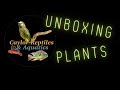 Aquatic Plants unboxing: Caylor Reptiles and Aquatics sent me a package.