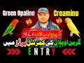 Love bird green opaline vs creamino          welcome aviary official