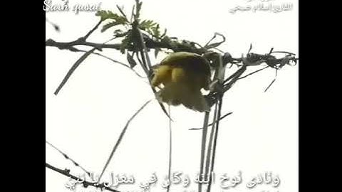 #إسلاميات#القران_الكريم                                         هود(الايه:٤٢-٤٣-٤٤)القارئ:إسلام صبحي