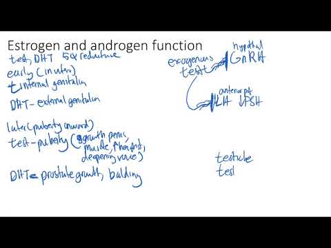 Video: Perbezaan Antara Androgen Dan Estrogen