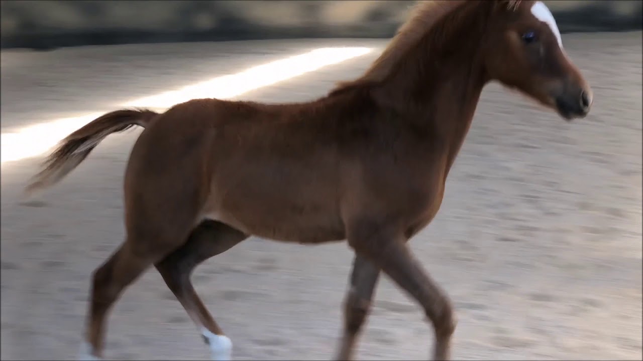 ultrascan ballymount