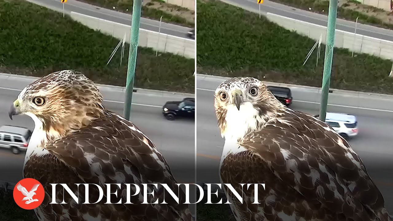 Bird's-eye view: Hawk stares into traffic camera over Minnesota highway ...