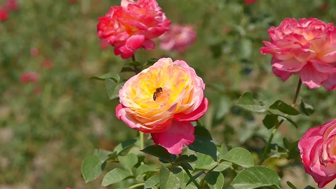 Anal atirgulning fotosurati