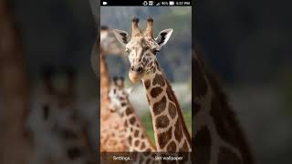 african animal wallpapers screenshot 5