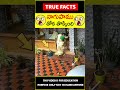 Woman Saves Herself From Snake Factsintelugu న గ ప మ Amazingfacts Truefacts Shorts