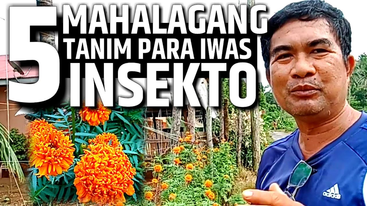 5 MABISANG PANTABOY SA MGA INSEKTO | D' Green Thumb