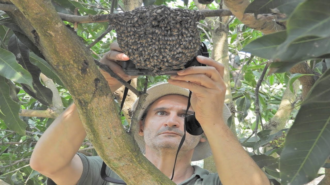 Download Sustainable harvesting honey on apis florea | apis florea beekeeping(dwarf bee)