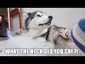 Said Husky’s Best Friend’s Name While Grooming Him!