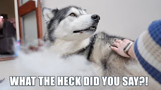 Said Husky’s Best Friend’s Name While Grooming Him!
To support Key and our channel: https://www.paypal.com/paypalme/BooandKeyush
To send Key a gift from his amazon wish list: http://amzn.eu/9Q7QVjx
Consider becoming a member to support your favourite fluffy boy: https://www.youtube.com/channel/UC_9EXcw4PlVlaklxx12cDqA/join
Consider becoming a patron to help support our channel: https://patreon.com/Keyush_The_Stuntdog
Places our book is available to order:
Search on Amazon for K’eyush and select the cheapest price from the NEW options which will be directly from Amazon.
US amazon: https://a.co/d/5wvl8IW
UK amazon: https://www.amazon.co.uk/Keyush-Search-Soulmate-Jodie-Barnard/dp/1739223101/ref=sr_1_1?crid=18R3YAXD0M8BS&keywords=k%27eyush&qid=1670507671&sprefix=k+eyush%2Caps%2C83&sr=8-1
Canada Amazon: https://a.co/d/a2OXkiY
Australia Amazon: https://amzn.asia/d/706ZGSP
World Wide Book Depository: https://www.bookdepository.com/Keyush/9781739223106?ref=grid-view&qid=1670852535069&sr=1-1
Barnes and Noble: https://www.barnesandnoble.com/w/keyush-jodie-barnard/1142803711?ean=9781739223106
Teespring Merchandise: https://teespring.com/stores/keyush-the-stunt-dog
Merchandise sold by us directly: https://designedbyboo.com/product-category/keyush-the-stunt-dog/
Discount code to our blue Gear Fur Lead: https://www.gearfur.com/discount/KEYUSH
More channels you might like:
Our vlog channel - Jodie Boo: https://www.youtube.com/channel/UCJyP-Qb5f_JY1ohmtTPJg4w
Our second channel - Keyush and Boo: https://www.youtube.com/channel/UC4W-saRyA-RC7KuEKIMPtpA
My sister Paiges channel: https://www.youtube.com/user/Pags8D
My sister Louises channel: https://www.youtube.com/@ThatCockapooIvy
Keys best friend Sherpas channel: https://www.youtube.com/channel/UCYTwXM6v_DRQrsuZvPW0MzA
New Videos every Monday, Wednesday and Friday. Plus Sundays on our second channel Jodie Boo(link above). Always at 4pm GMT London Time.
Follow us:
Facebook: http://bit.ly/2fIr3yh
www.instagram.com/keyush_the_stuntdog/
Tiktok: @keyush_thestuntdog
Amazon Affiliate link to products we use:
https://www.amazon.co.uk/shop/keyushthestuntdog
Products We Use:
Tan Cork Collar: followpaw.com
Teal and aztec bandanas: mymountainhusky.com
Blue Rope Lead: https://www.gearfur.com/discount/KEYUSH
Red Waist Lead and blue collar: indi-dog.co.uk
Filming Equipment:
Canon G7x Mark 2
Panasonic GH5
Said Husky’s Best Friend’s Name While Grooming Him! Said Husky’s Best Friend’s Name While Grooming Him!