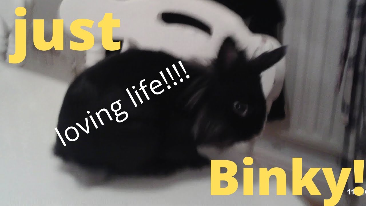 rabbit binky just loving life! simply bunny fun YouTube