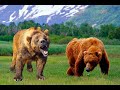 OSO de CARA CORTA vs OSO KODIAK | ¿Quién Ganaría? | EPIC VERSUS 🐻🆚🐻