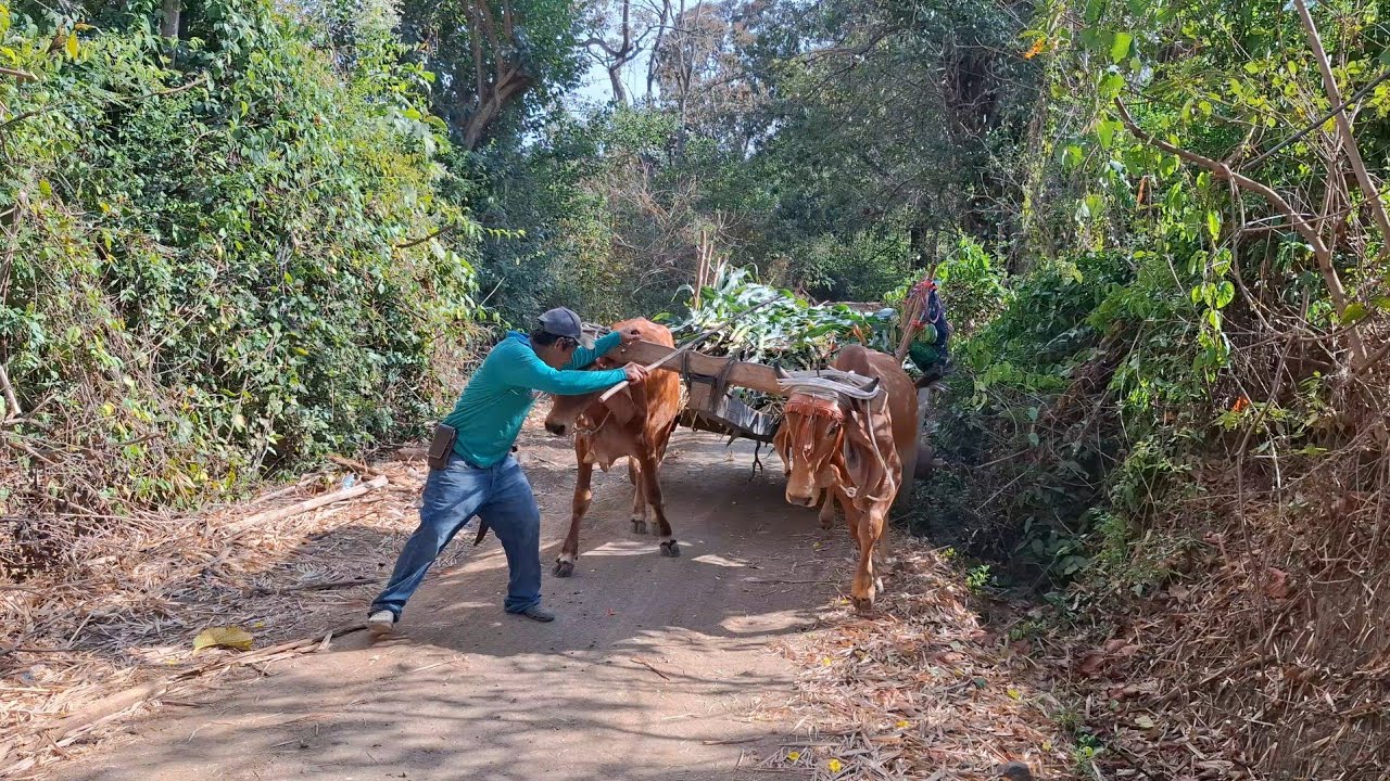 Caminando por las calles rurales  Nos encontramos a los famosos pata de cama. (1)