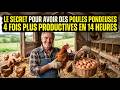 Le secret pour avoir des poules pondeuses 4 fois plus productives en 14 heures