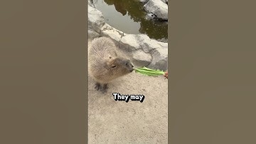 When Capybaras Actually Get Angry #knowledge #funny #shorts #viral #animals #reels #fyp