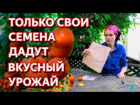 Секретный способ сбора семян томатов! Самые лучшие сорта для сбора качественных семян.