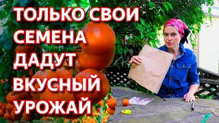 Как собрать семена томатов. Как заготовить семена правильно. Сбор семян томатов.