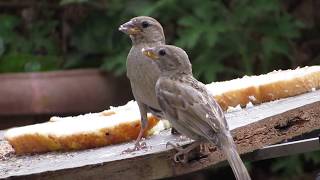 Mother House Sparrow feeding her chicks - (Passer domesticus) Σπουργιτης - Cyprus