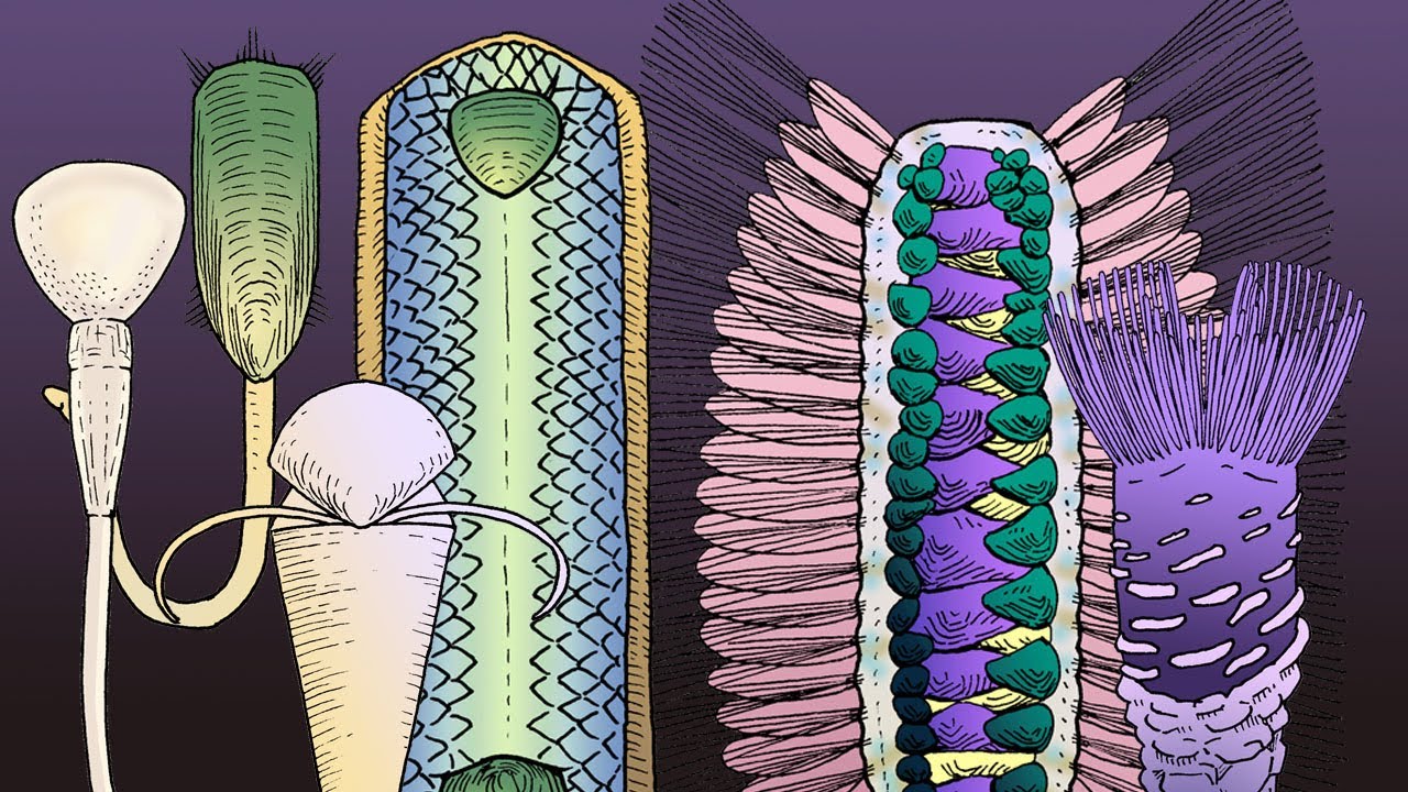 Wiwaxia, Halquieria and the Path to Brachiopods - History of the