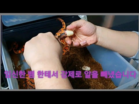 임신한 뱀의 알을 강제로 빼냈습니다 그 이유는? (feat. 언커먼하우스)