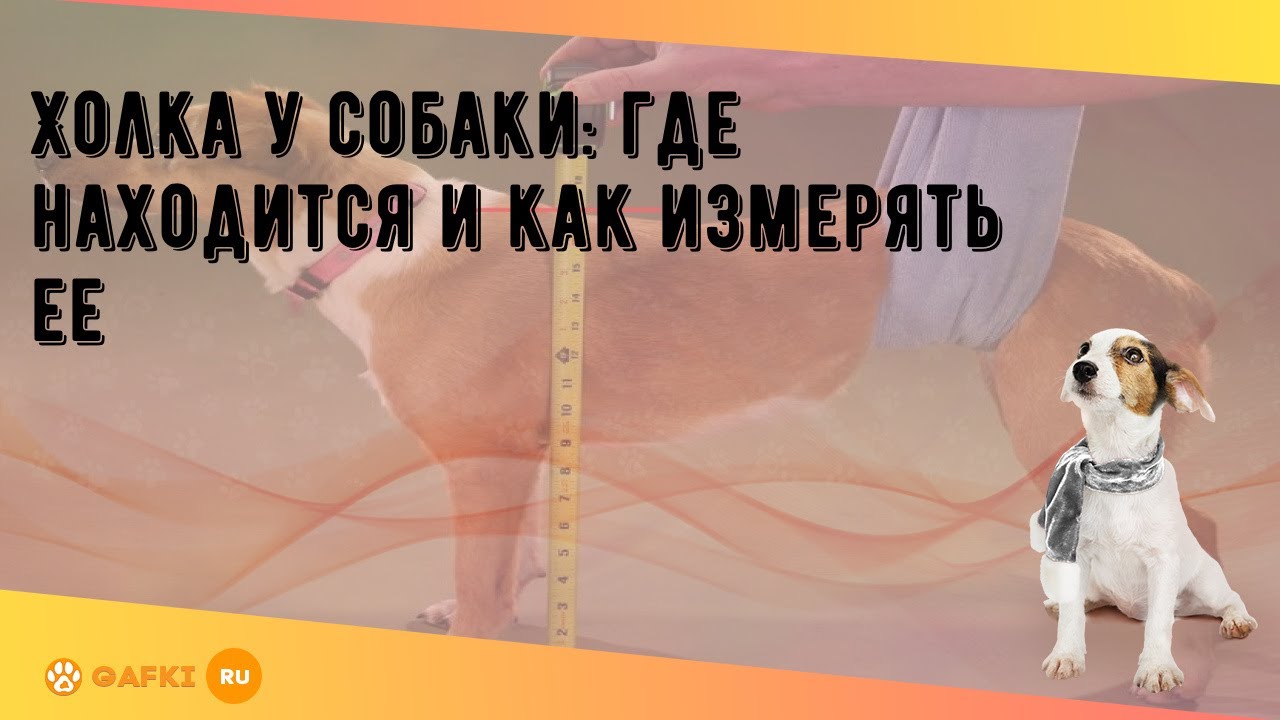 Холка у собаки: где находится и как измерять ее - YouTube