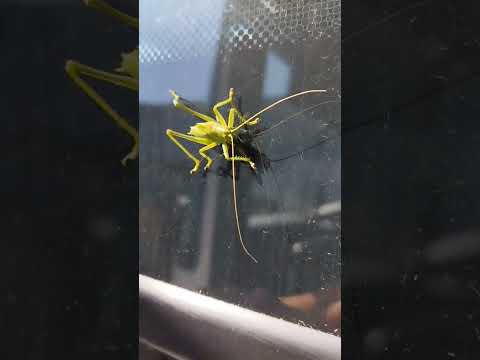 Do you know what a cricket looks like!? А вы знали как выглядит сверчок!?🦗#wildnaturetv250 #insects