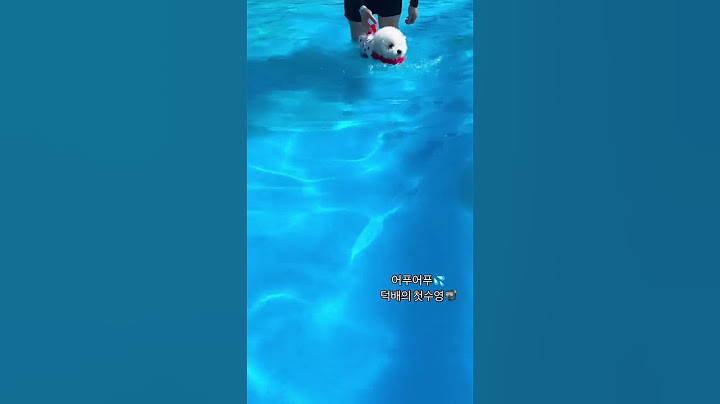 어푸어푸💦덕배의 첫수영🤿#강아지 #강아지브이로그 #puppy #여름 #물놀이 #수영 #dog #cutedog #pets #구독 #좋아요 #덕배 #일상브이로그