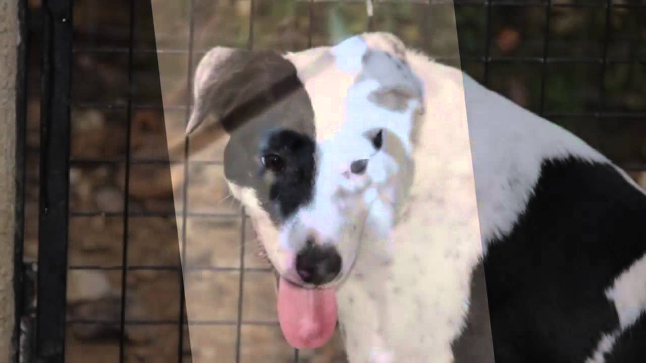 Inahia chien spa drome a adopter YouTube