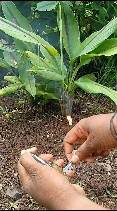 original black turmeric 📞:- 8317280956 Kali haldi original #black#turmeric#original